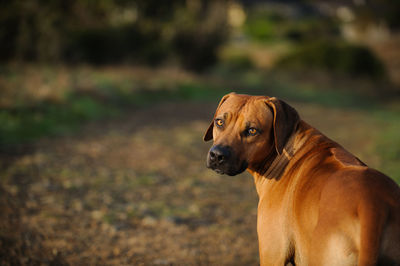 Portrait of dog standing on grassy field