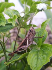 Close-up of insect on plant