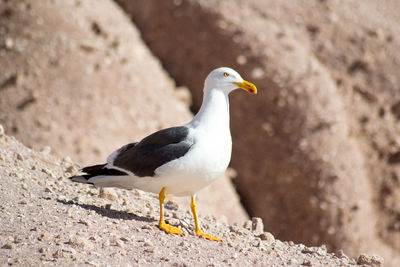 Close-up of seagull on rock at beach