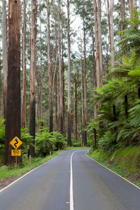 Empty road along trees in forest