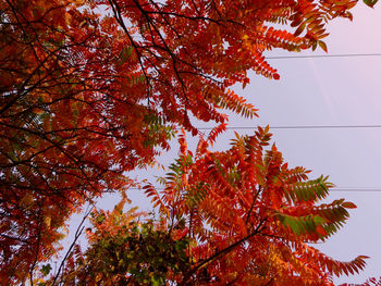 Low angle view of maple tree against sky