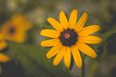 Close-up of daisy flower