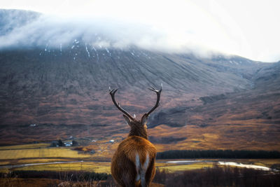 View of deer on land against mountains