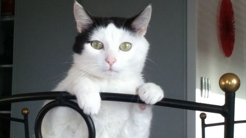 Close-up portrait of a cat