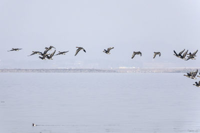 Birds flying over sea against sky