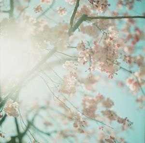 Close-up of cherry blossoms in spring