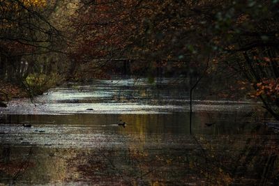 Reflection of trees in water