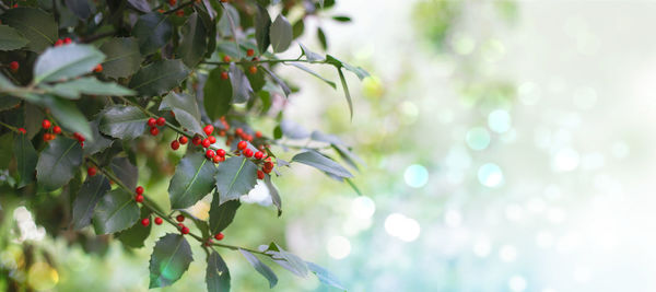 Close-up of red berries growing on tree