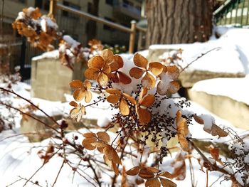 Close-up of snow on tree during winter