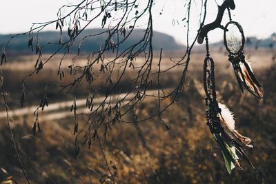 Close-up of dry plants hanging on field
