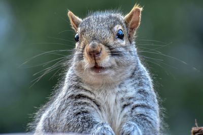 Portrait of squirrel