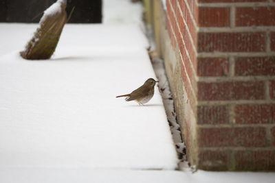 Bird on a wall