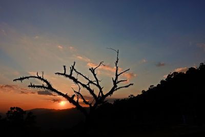Silhouette tree against orange sky