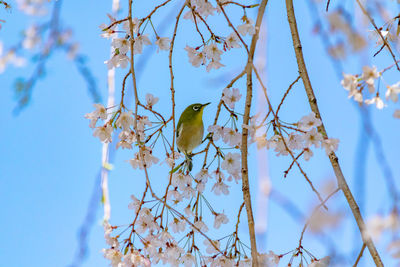 Low angle view of bird perching on tree against sky