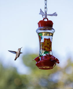 Low angle view of birds flying against sky