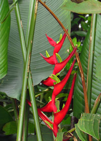 Close-up of red flower