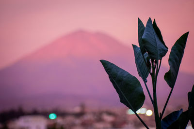 Close-up of plant against sky at dusk