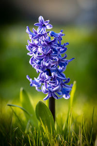 Close-up of purple flowering plant in field