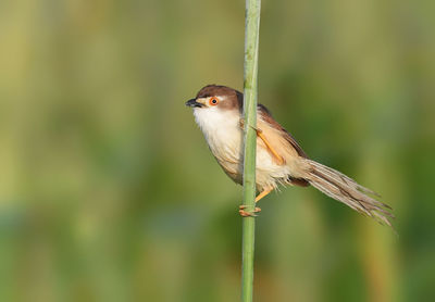 Close-up of bird perching on a plant