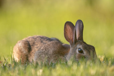 Close-up of a rabbit on field