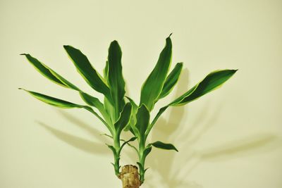 Close-up of plant against white background