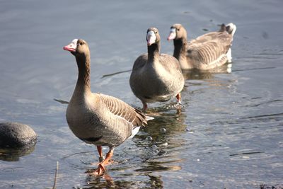 Greylag goose on lakeshore