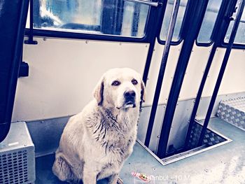 Low angle view of cat