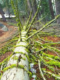 Plants growing on tree trunk