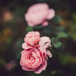 Close-up of pink rose