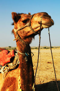 Camel sitting at desert against clear sky