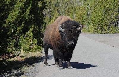 Bison standing on road amidst trees