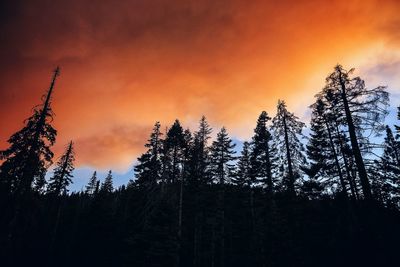 Silhouette trees in forest against sky at sunset