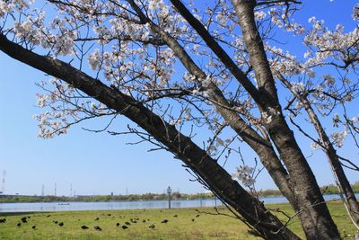 Low angle view of flowering tree against sky