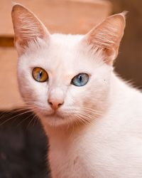 Close-up portrait of a cat