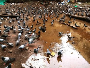 High angle view of birds in water