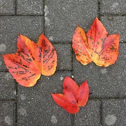 High angle view of autumn leaves on street