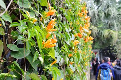 Plants growing on tree