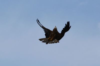 Low angle view of black kite flying against clear sky