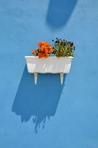 Close-up of potted plant against blue wall