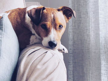 Close-up portrait of dog resting at home