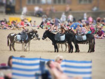 Tilt-shift image of donkeys and people at beach on sunny day