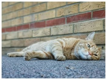 Cat sleeping on wall