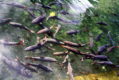 High angle view of fishes swimming in sea