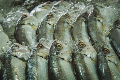 Close-up of fish for sale in market