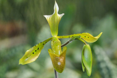 Close-up of yellow flower