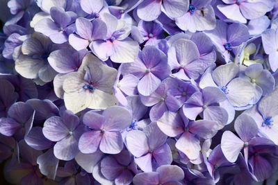 Close-up of purple hydrangea flowers