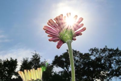 Low angle view of flowers blooming against clear sky