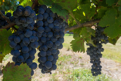 Grapes in vineyard