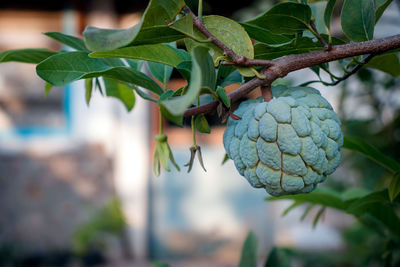 Close-up of sugar apple in the plantation