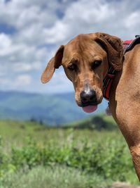 Portrait of dog on field